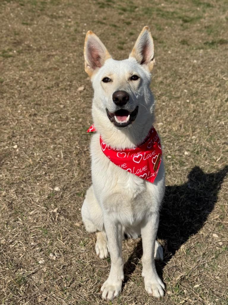 Spencer, a Adoptable mixed breed in Canyon Lake, TX image 2/6