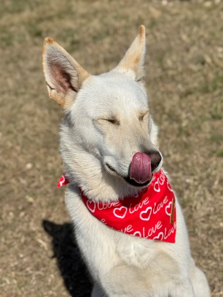 Spencer, a Adoptable mixed breed in Canyon Lake, TX image 3/6
