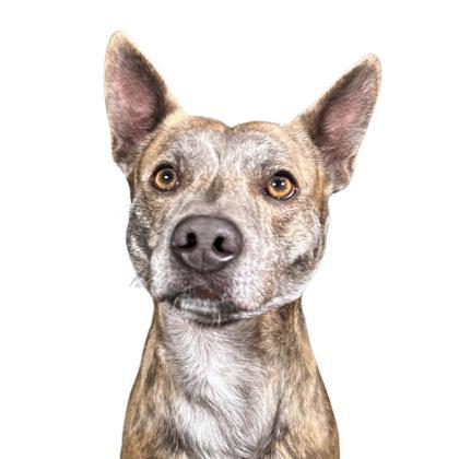 Chef Gino, Adoptable, Adult Male Pit Bull Terrier & Mixed Breed.