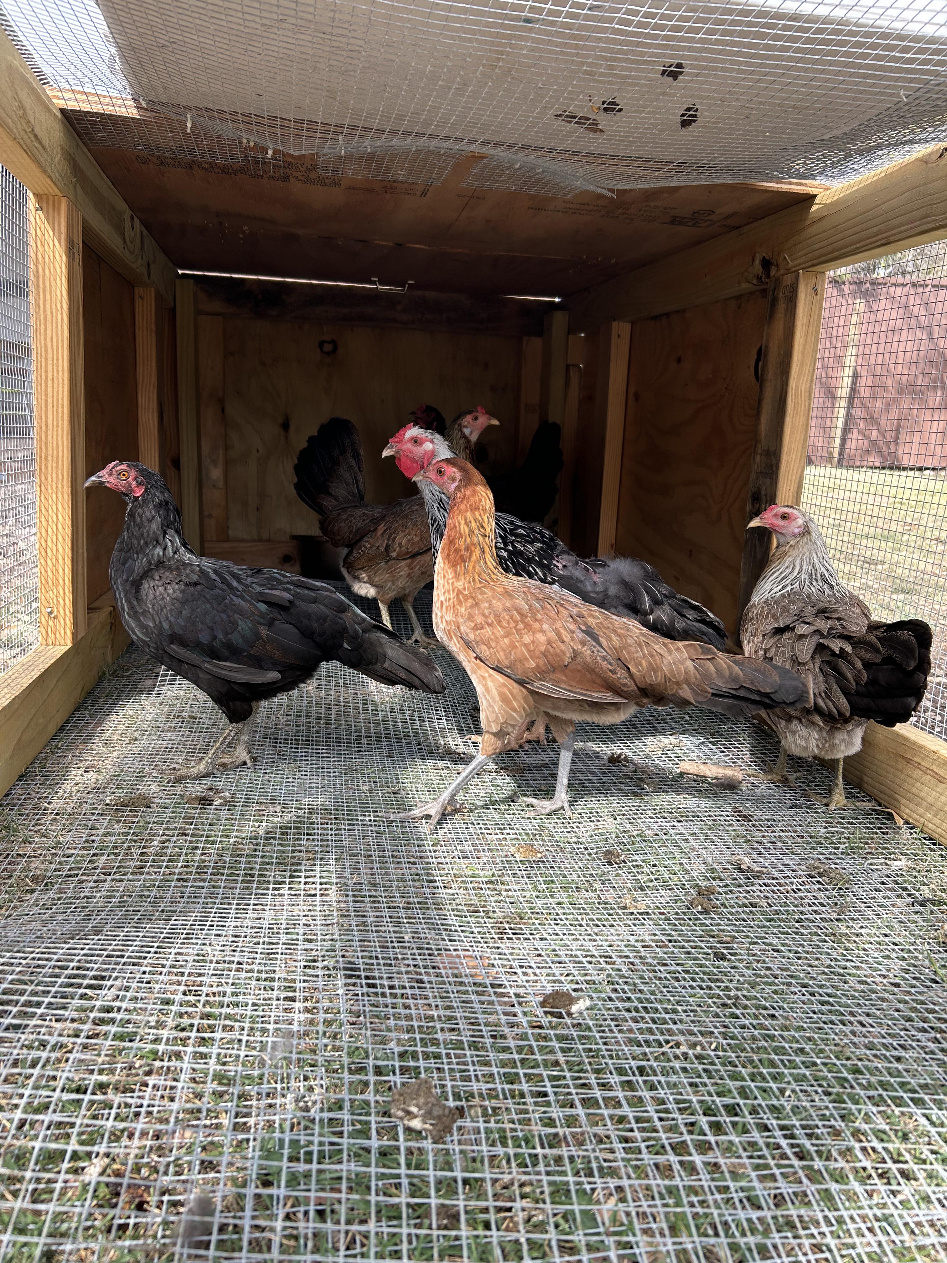 6 Hens, adopted, Young Female Chicken.