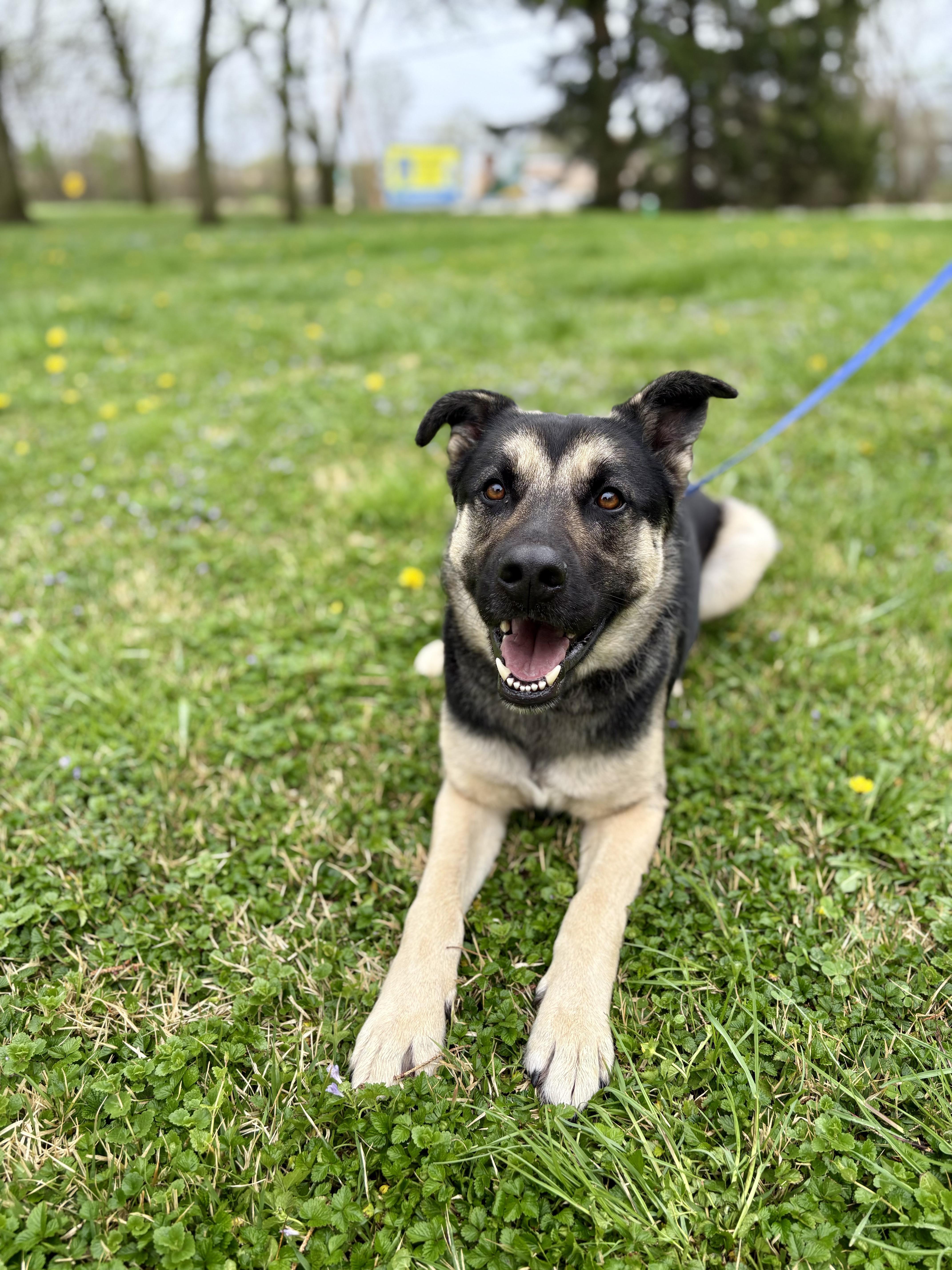 Buckeye, adopted, Adult Male German Shepherd Dog.