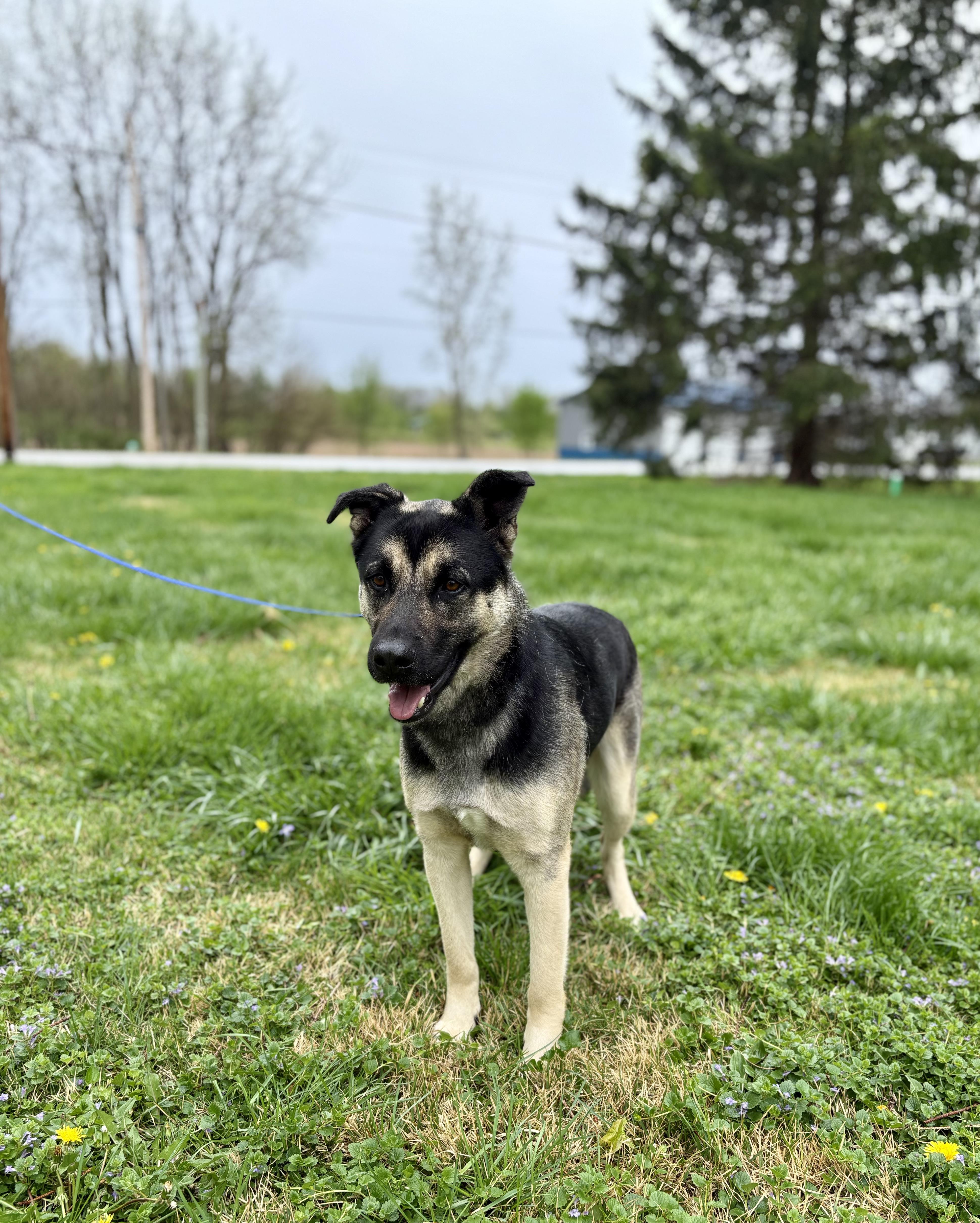 Buckeye, an adopted mixed breed in Upper Sandusky, OH image 3/3