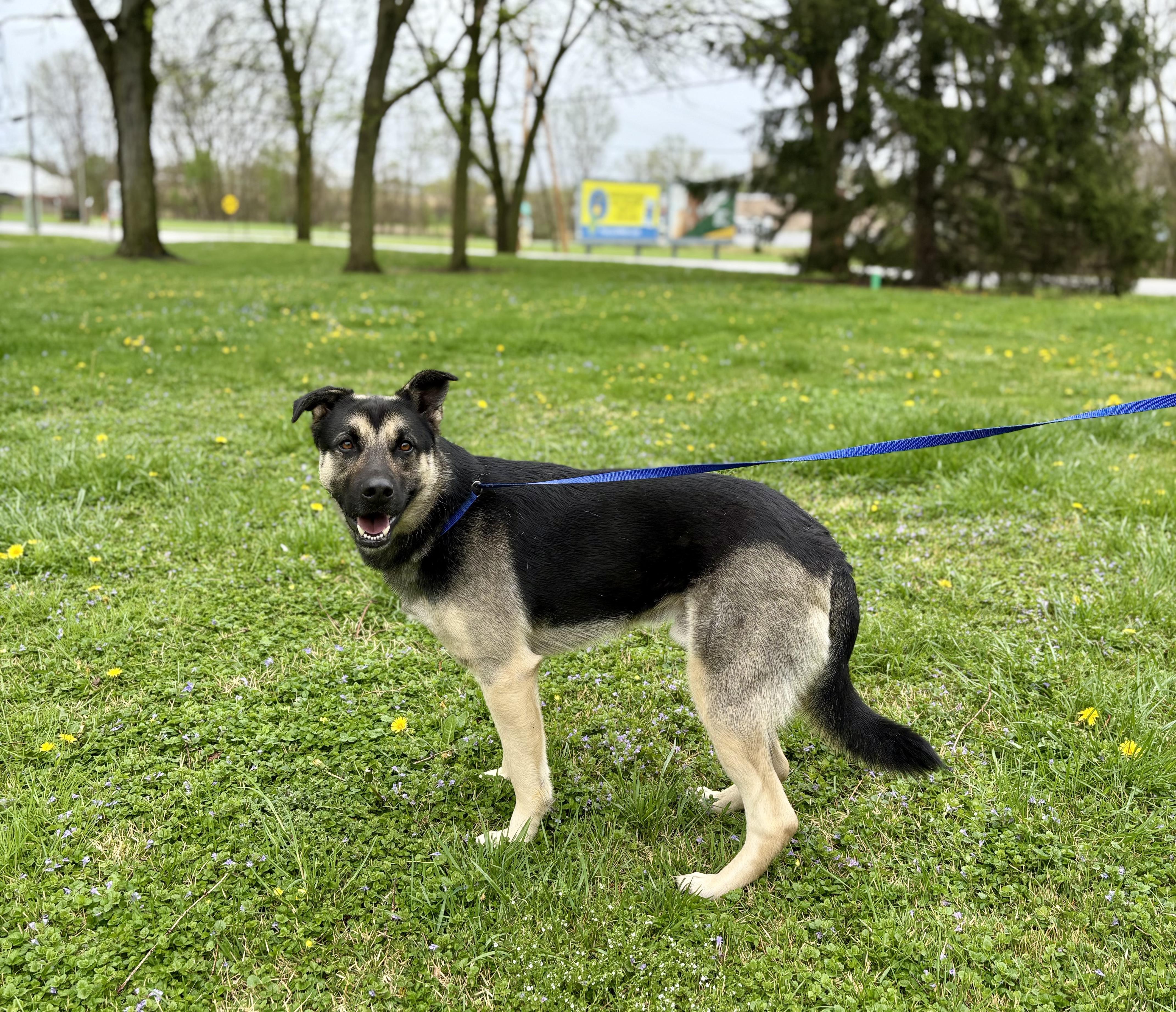 Buckeye, an adopted mixed breed in Upper Sandusky, OH image 2/3