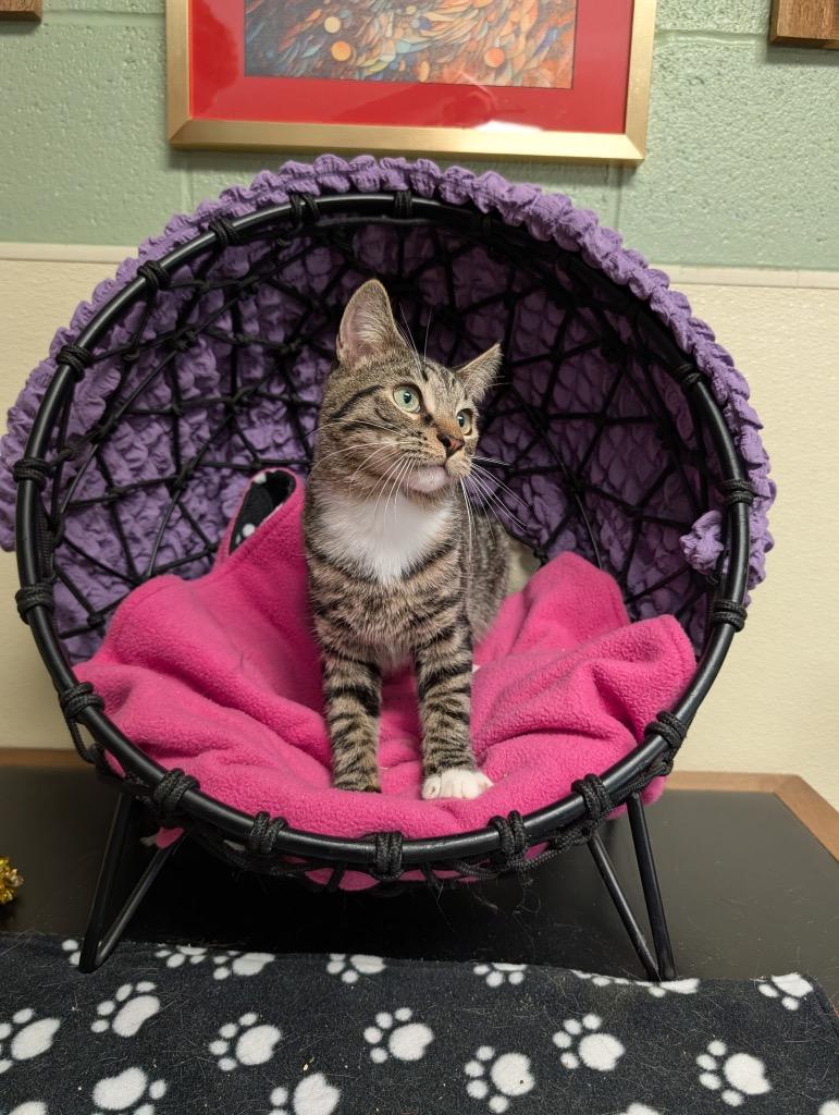 Thumper, Adoptable, Young Male Domestic Short Hair.