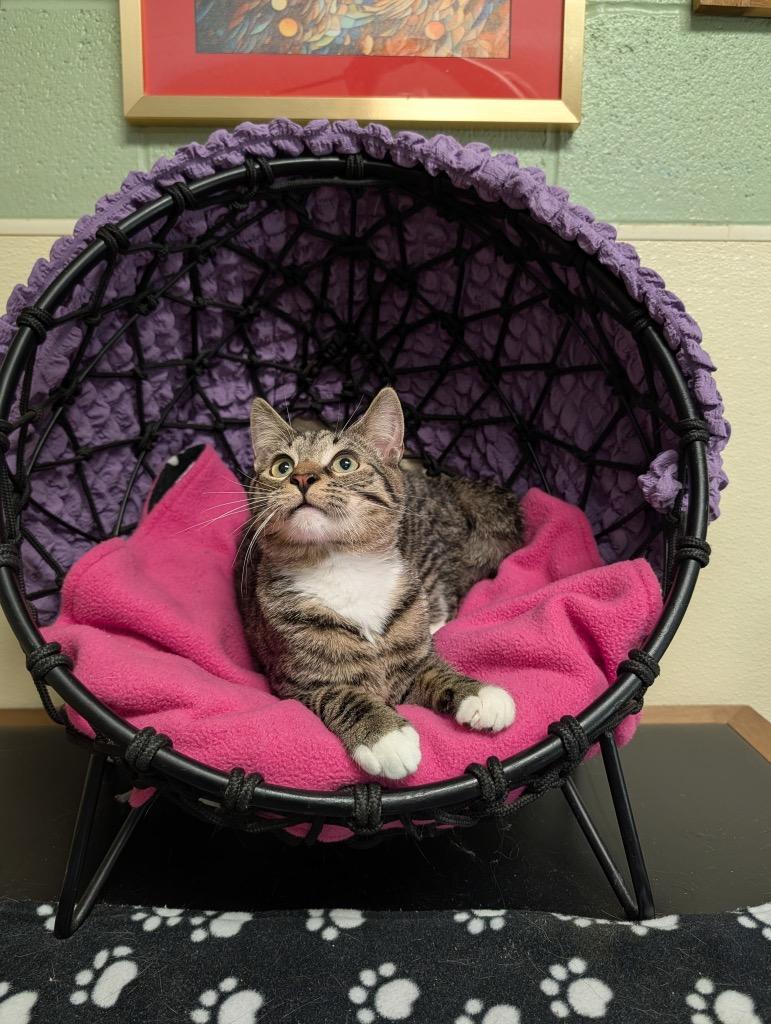 Thumper, a Adoptable mixed breed in Ellijay, GA image 1/2