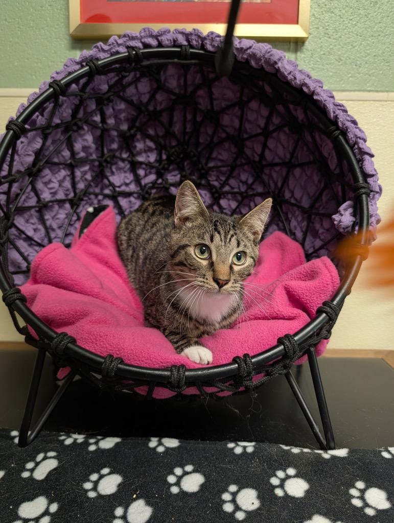 Thumper, Adoptable, Young Male Domestic Short Hair.