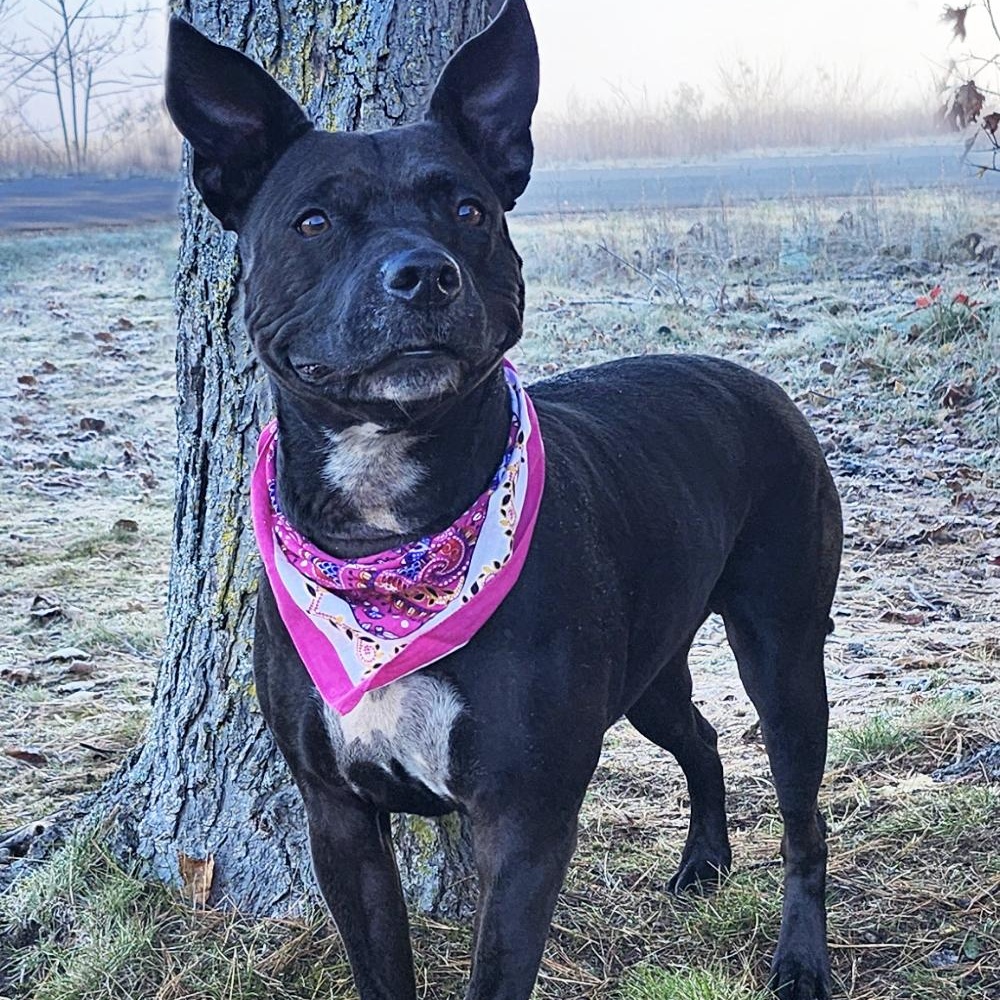 Bonnie, a Adoptable mixed breed image 3/6