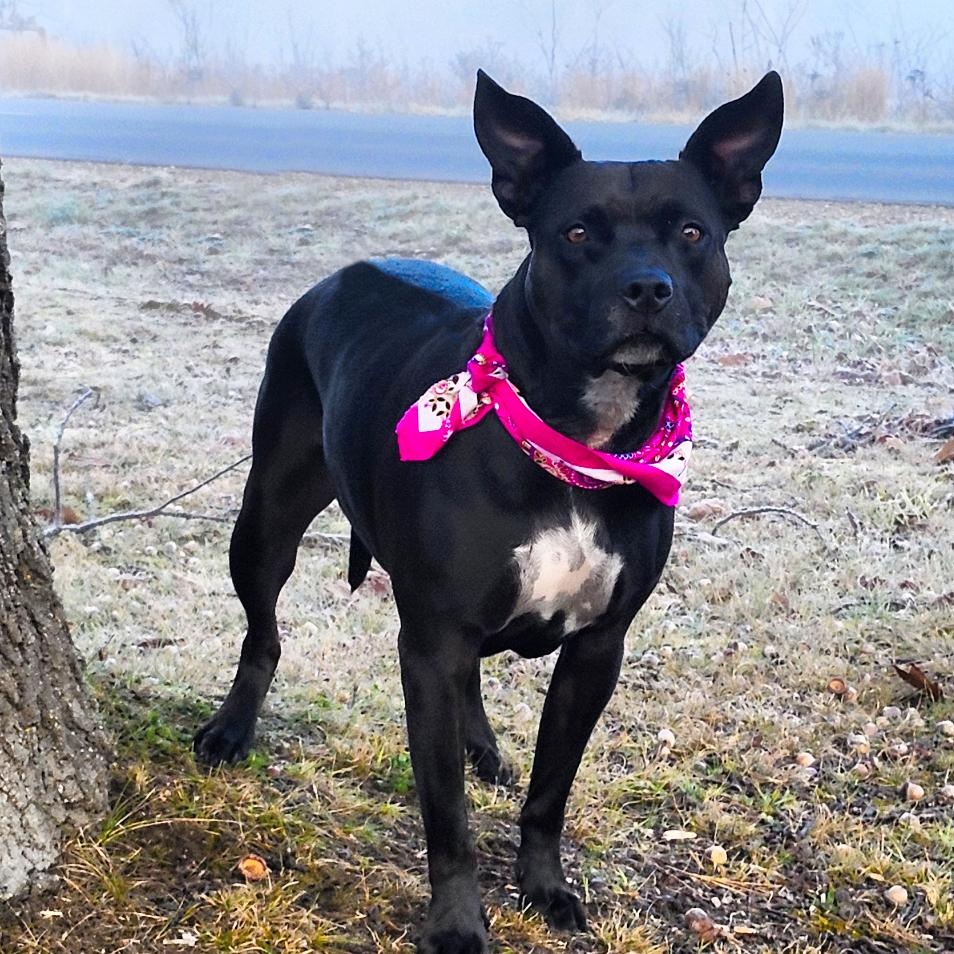 Bonnie, a Adoptable mixed breed image 2/6