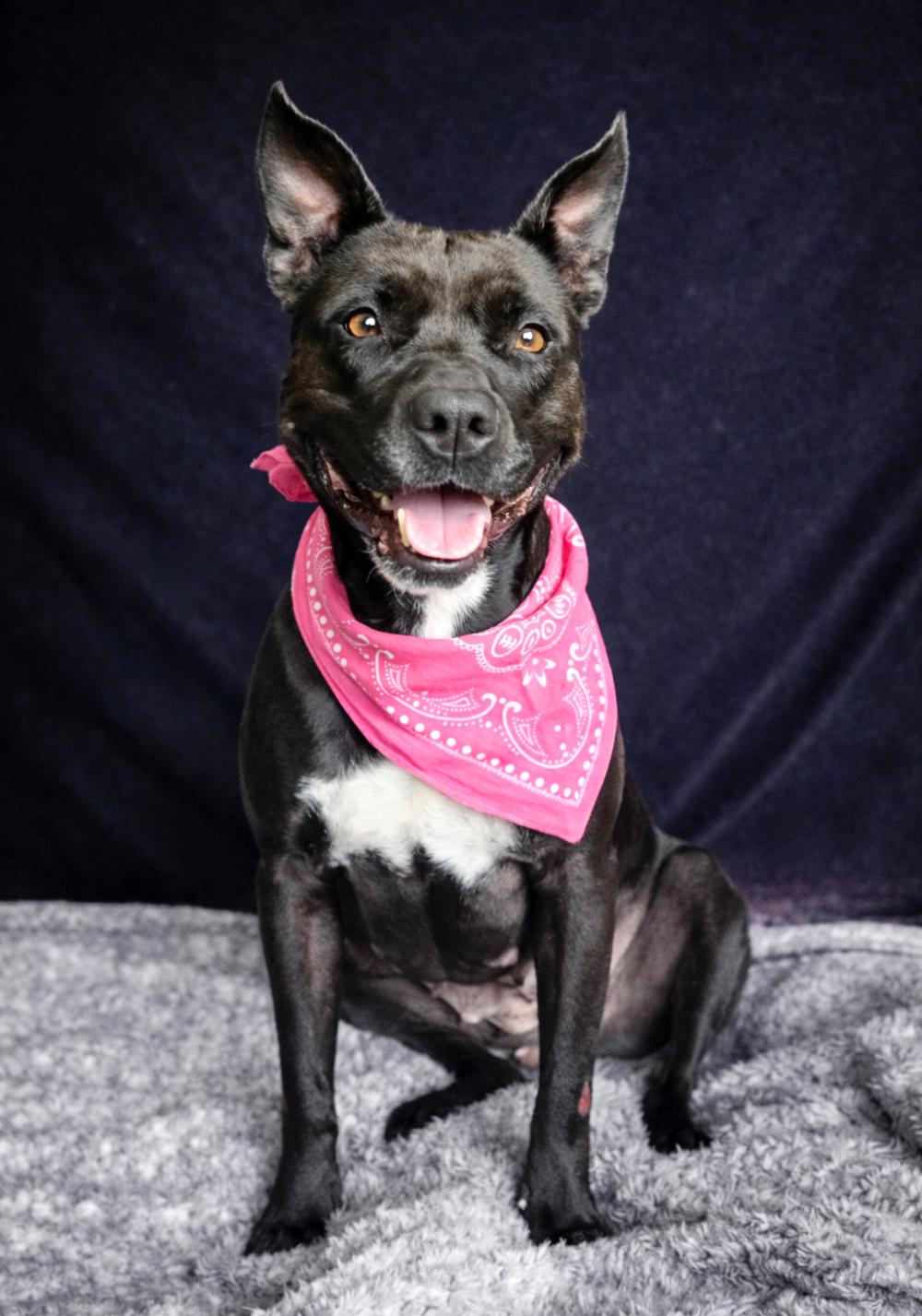 Enlarge Bonnie, a Adoptable mixed breed in Cheboygan, MI image 2/6