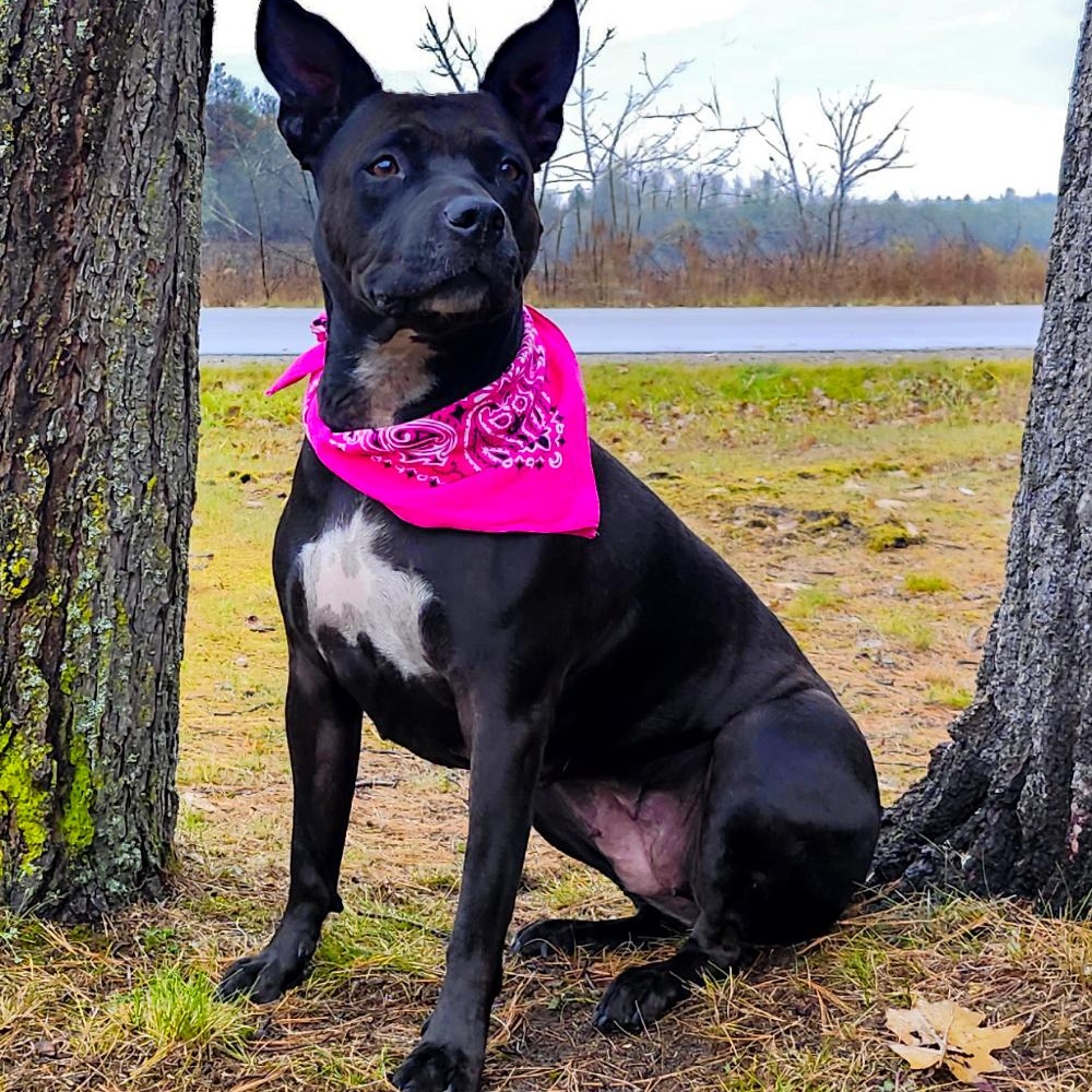 Bonnie, a Adoptable mixed breed image 1/6