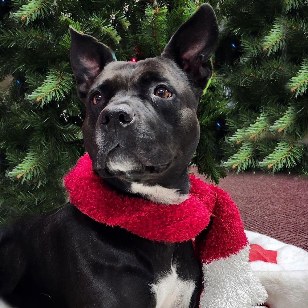 Bonnie, Adoptable, Adult Female Mixed Breed.