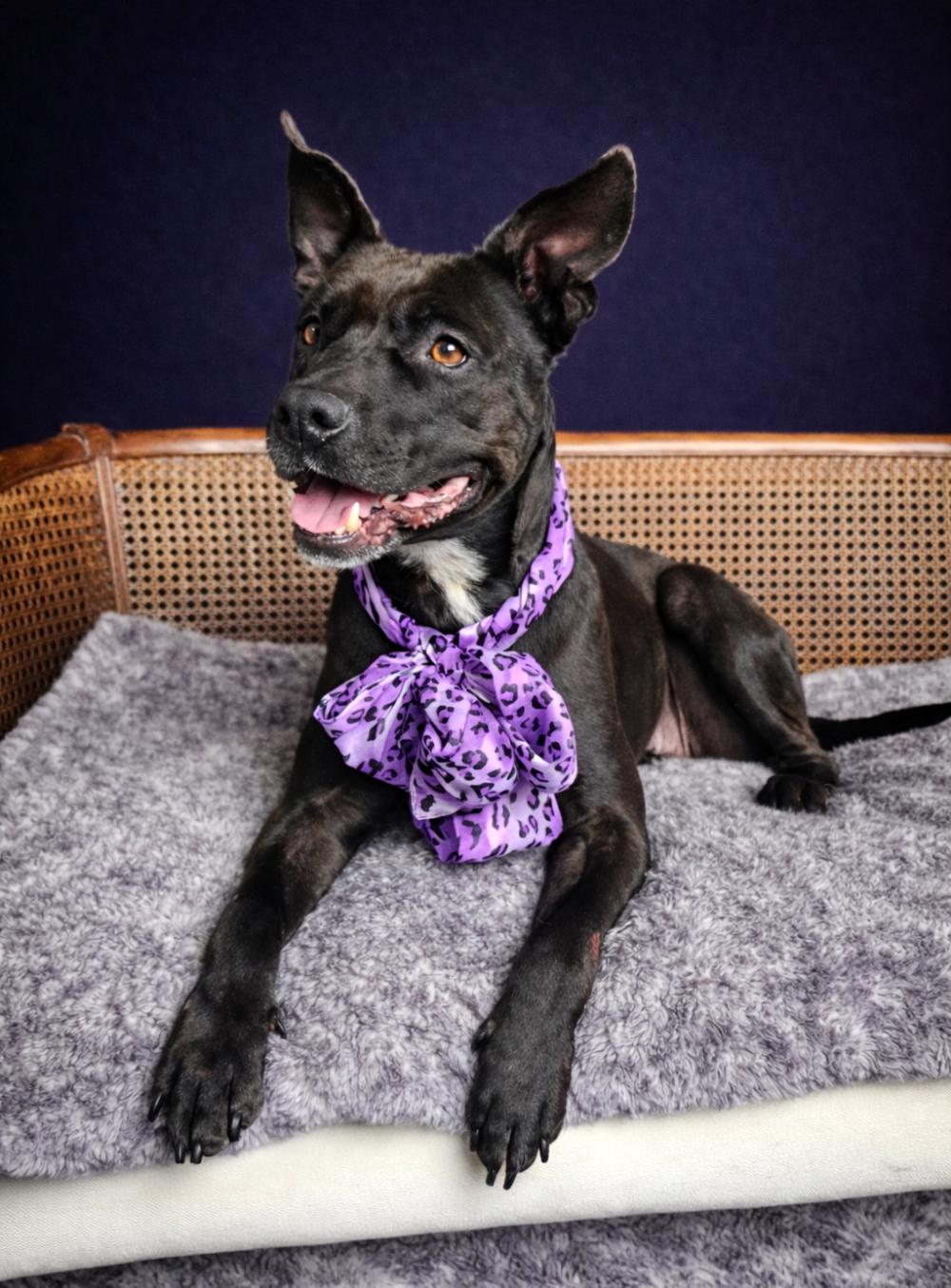 Enlarge Bonnie, a Adoptable mixed breed in Cheboygan, MI image 4/6