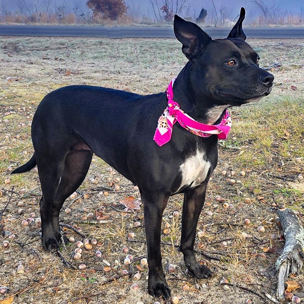 Bonnie, a Adoptable mixed breed image 4/6