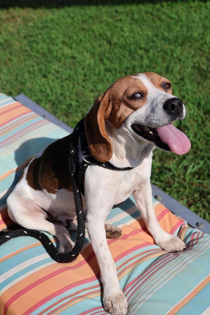 Sunday, Adoptable, Adult Female Mixed Breed.