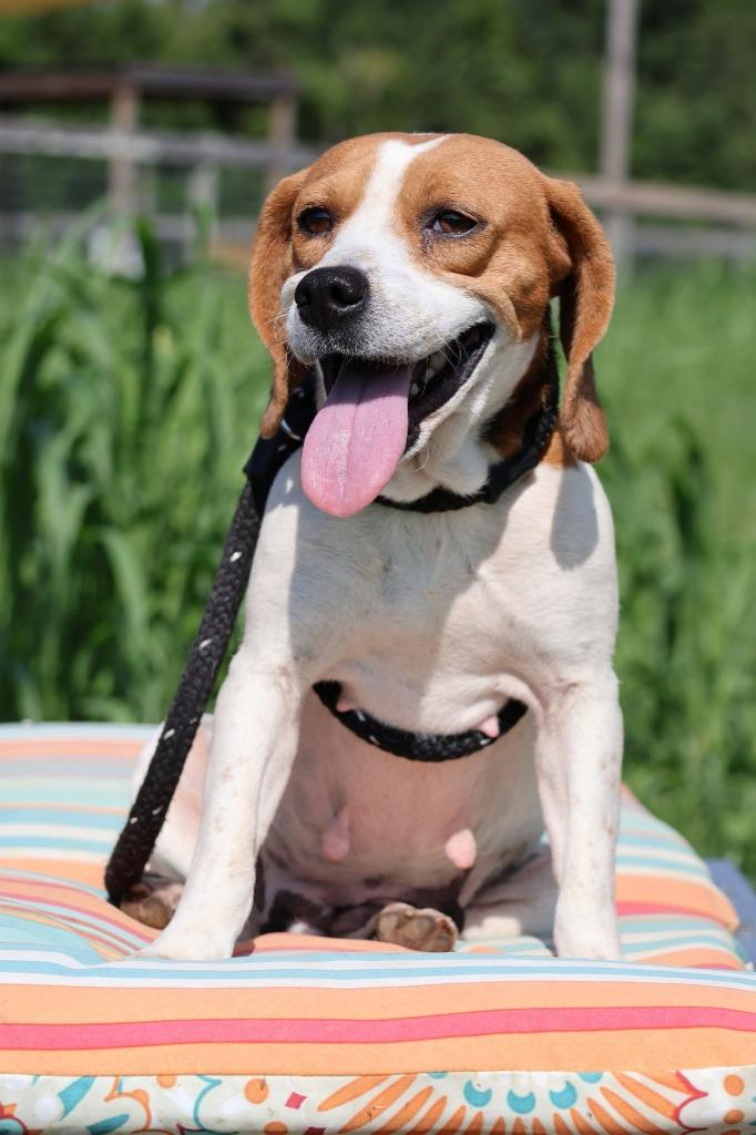 Sunday, a Adoptable mixed breed in Columbia, TN image 2/2