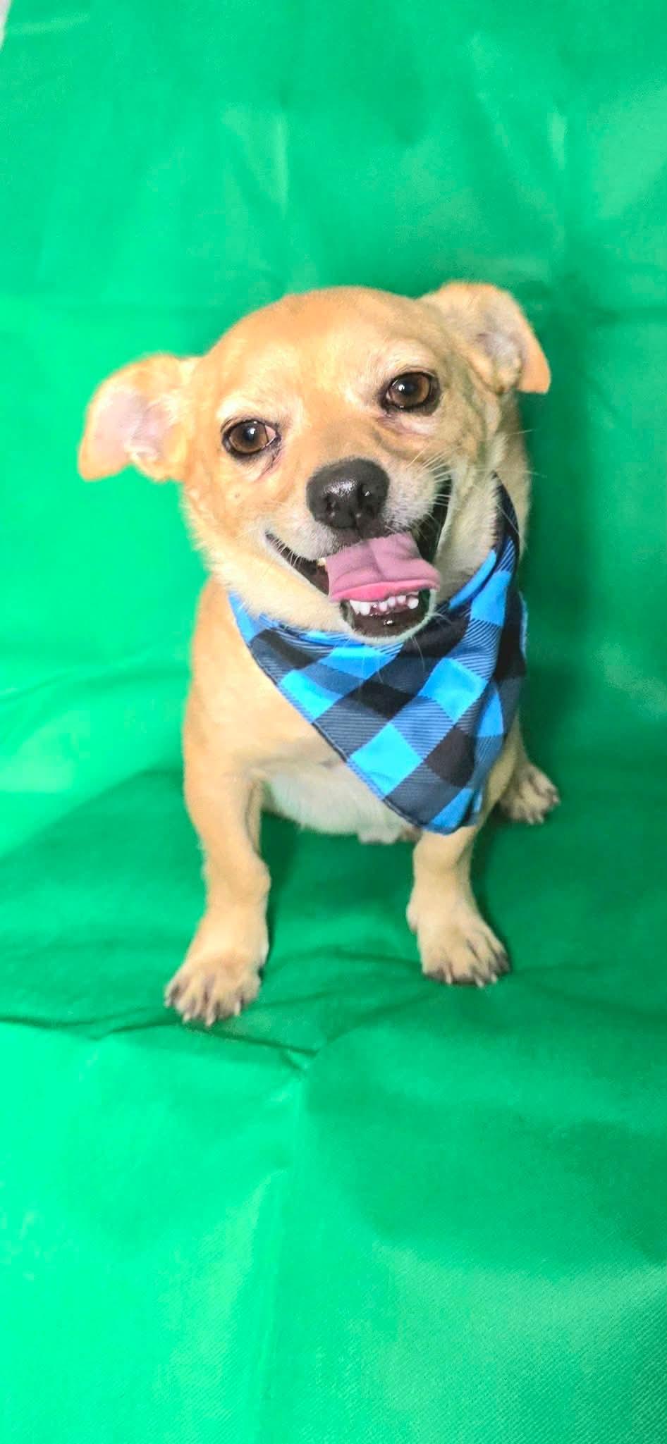 Ryan, Adoptable, Adult Male Chihuahua.