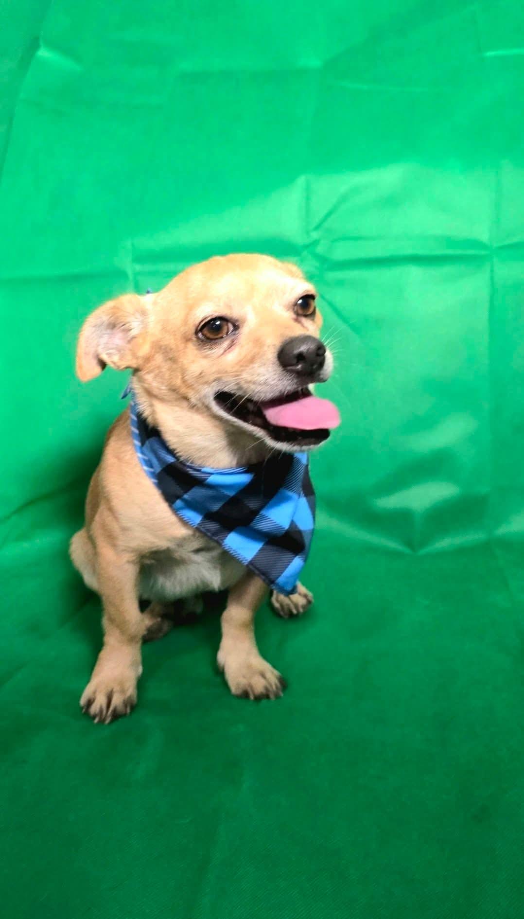 Enlarge Ryan, a Adoptable Chihuahua in Spokane, WA image 5/5