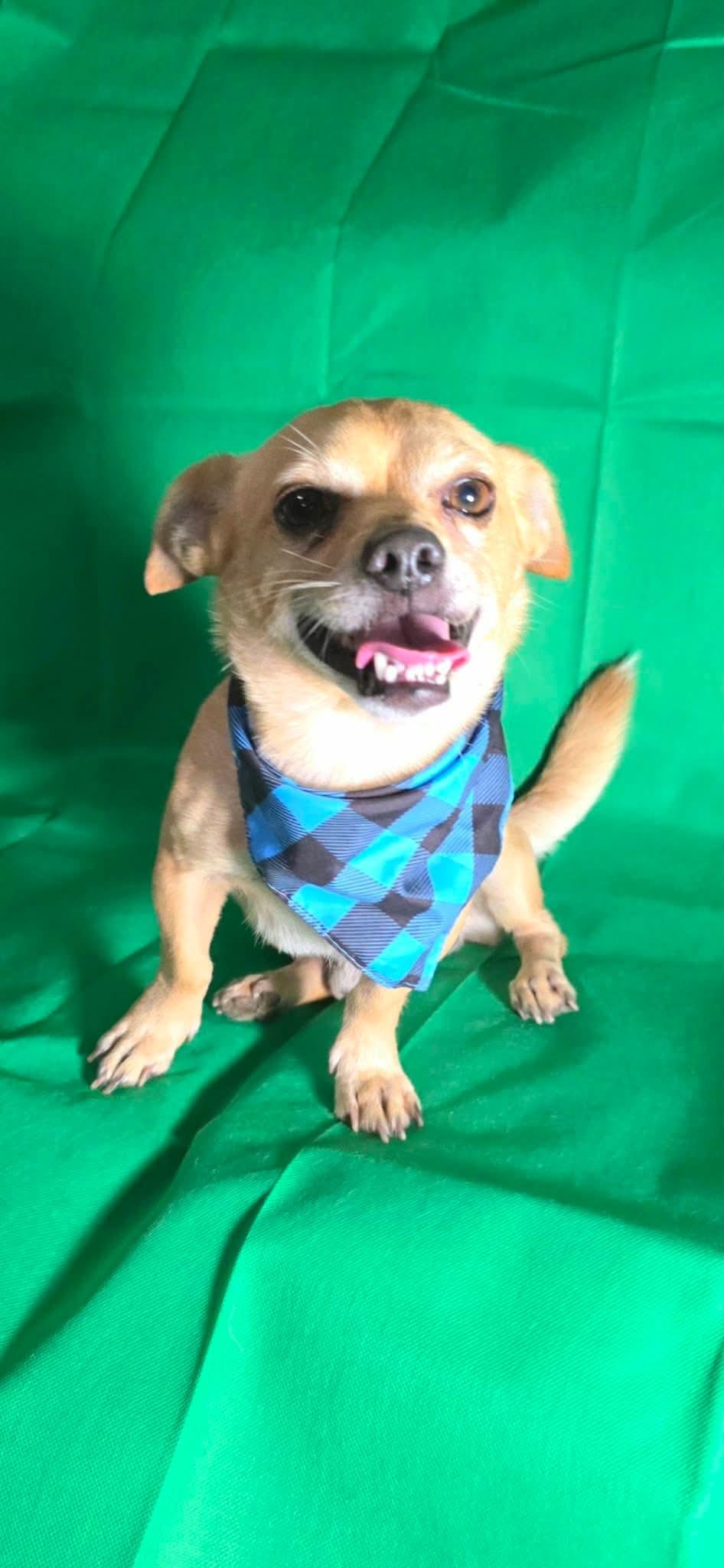 Enlarge Ryan, a Adoptable Chihuahua in Spokane, WA image 4/5