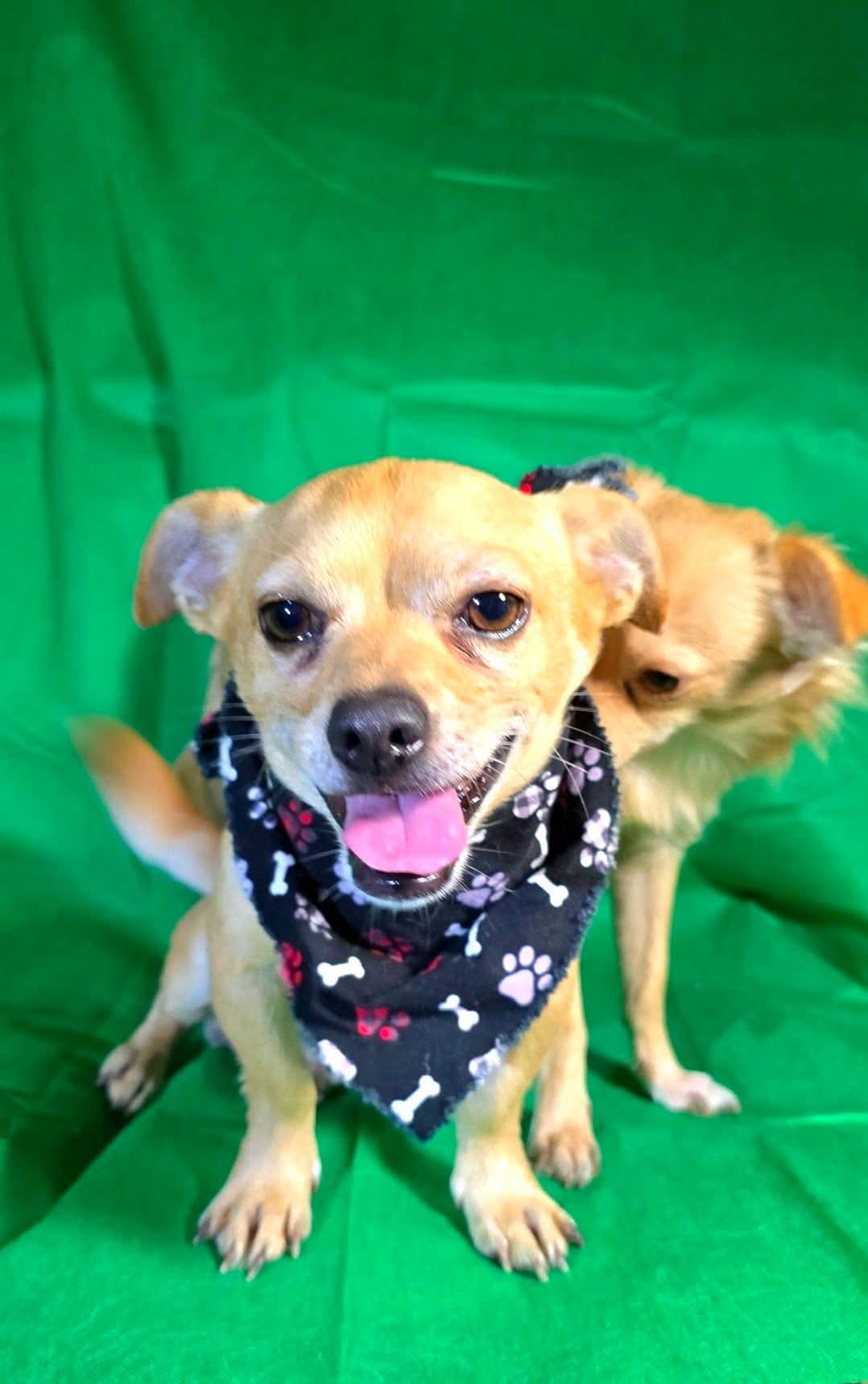 Enlarge Ryan, a Adoptable Chihuahua in Spokane, WA image 3/5