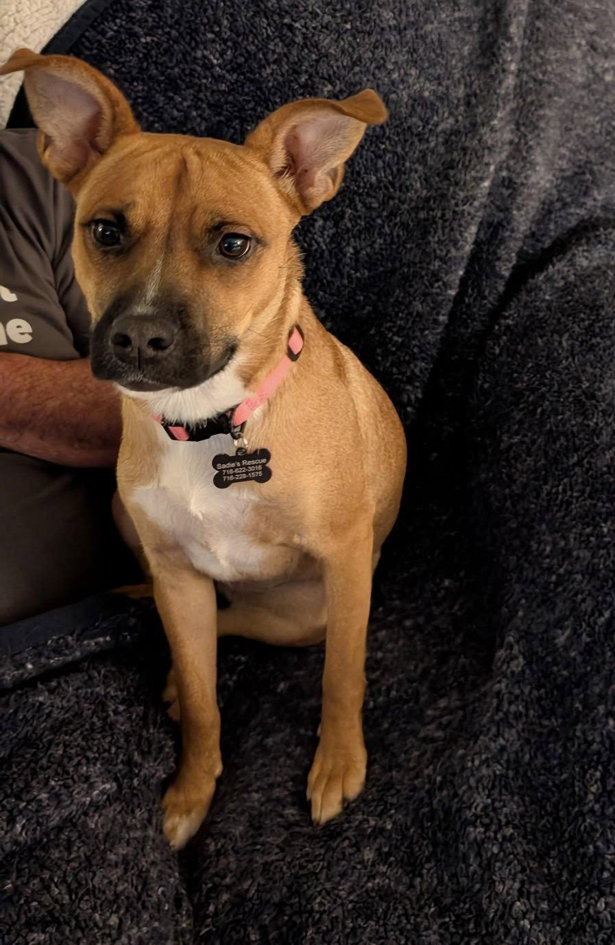 Mabel, Adoptable, Adult Female Black Mouth Cur.