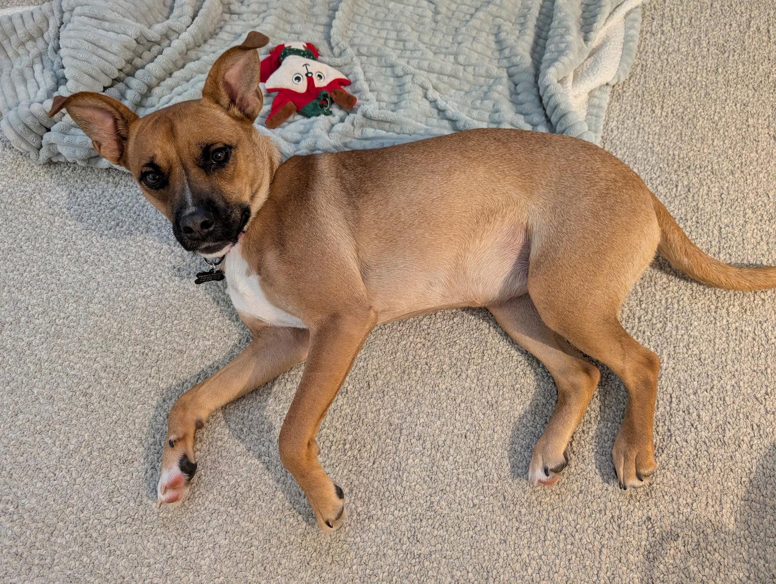 Mabel, a Adoptable Black Mouth Cur in Springville, NY image 2/3
