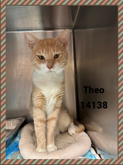 THEO, a Adoptable mixed breed in Marietta, GA image 2/6