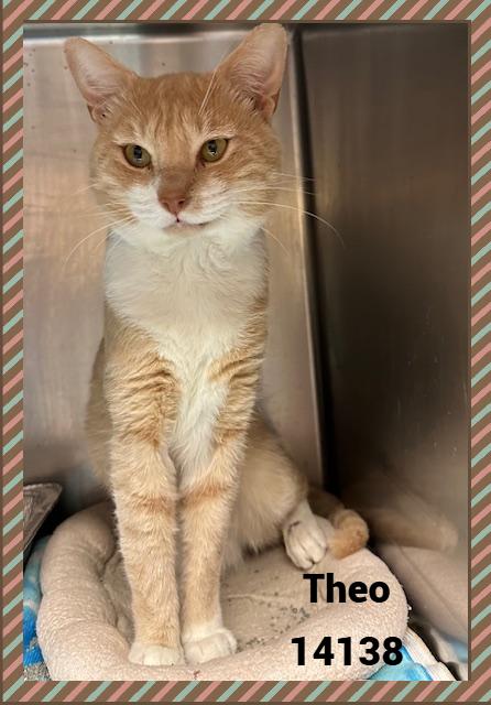 THEO, a Adoptable mixed breed in Marietta, GA image 1/6