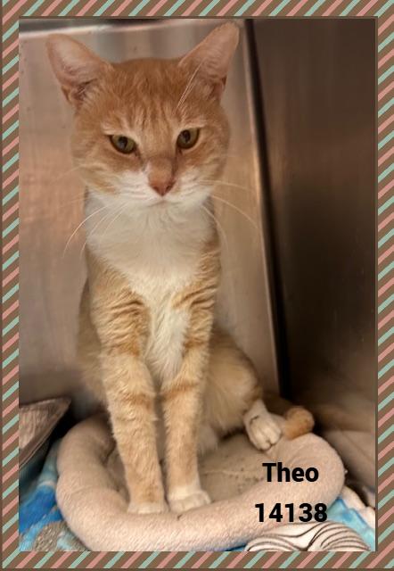 THEO, a Adoptable mixed breed in Marietta, GA image 3/6