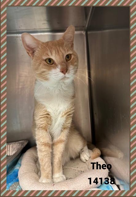 THEO, a Adoptable mixed breed in Marietta, GA image 4/6