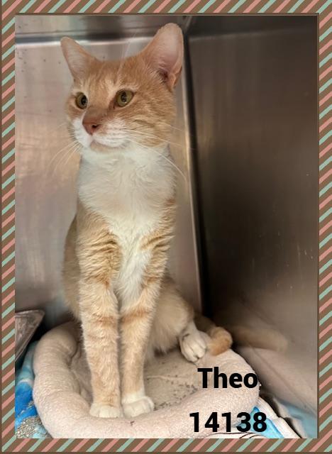 THEO, a Adoptable mixed breed in Marietta, GA image 5/6