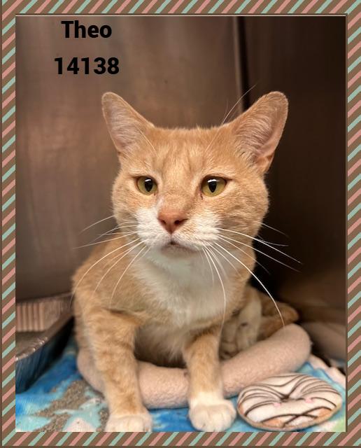 THEO, a Adoptable mixed breed in Marietta, GA image 6/6