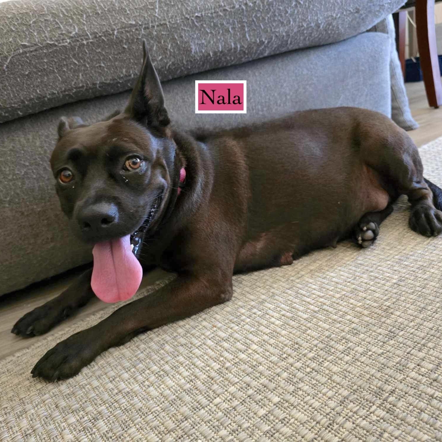 Enlarge Nala, a Adoptable mixed breed in Corpus Christi, TX image 4/6