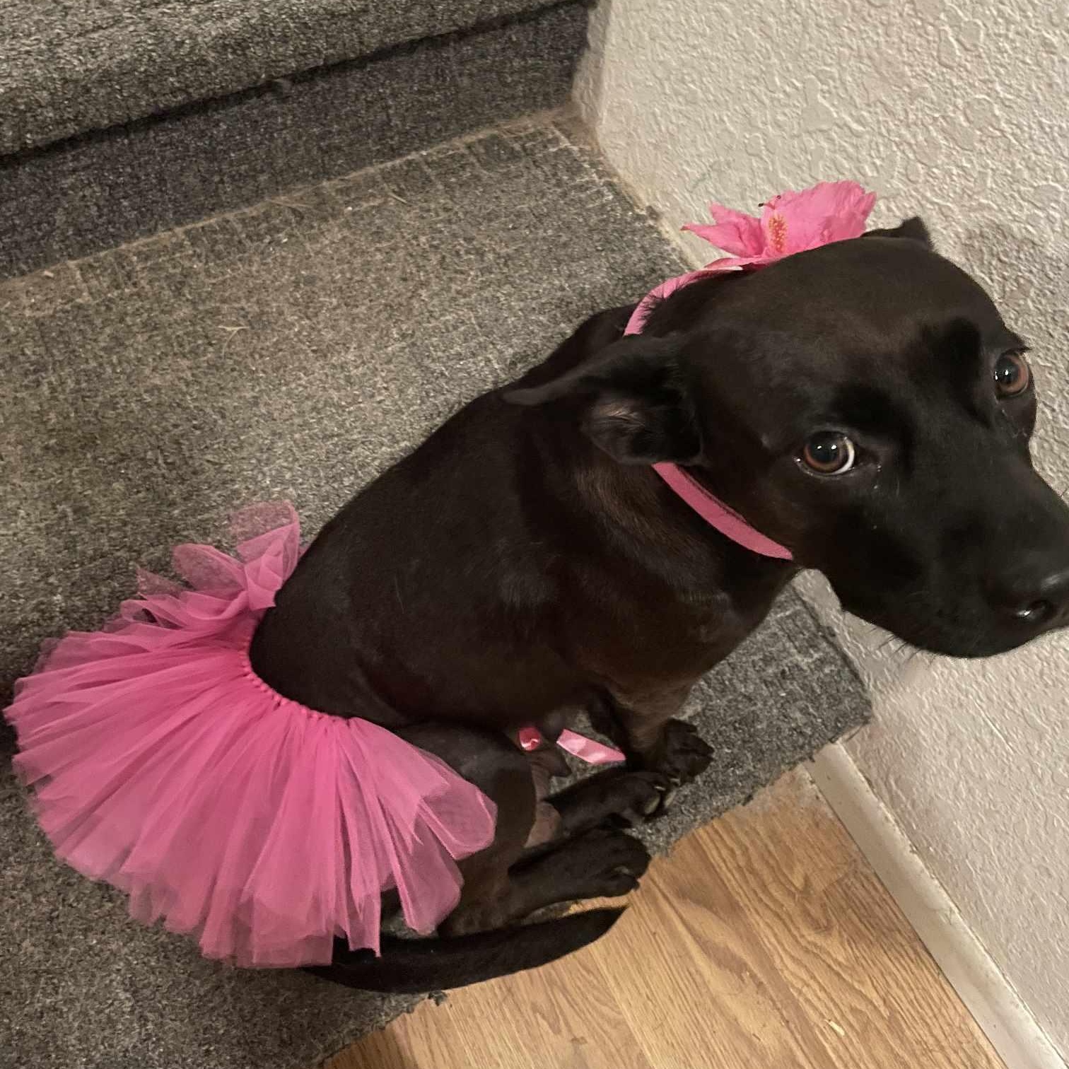 Enlarge Nala, a Adoptable mixed breed in Corpus Christi, TX image 2/6