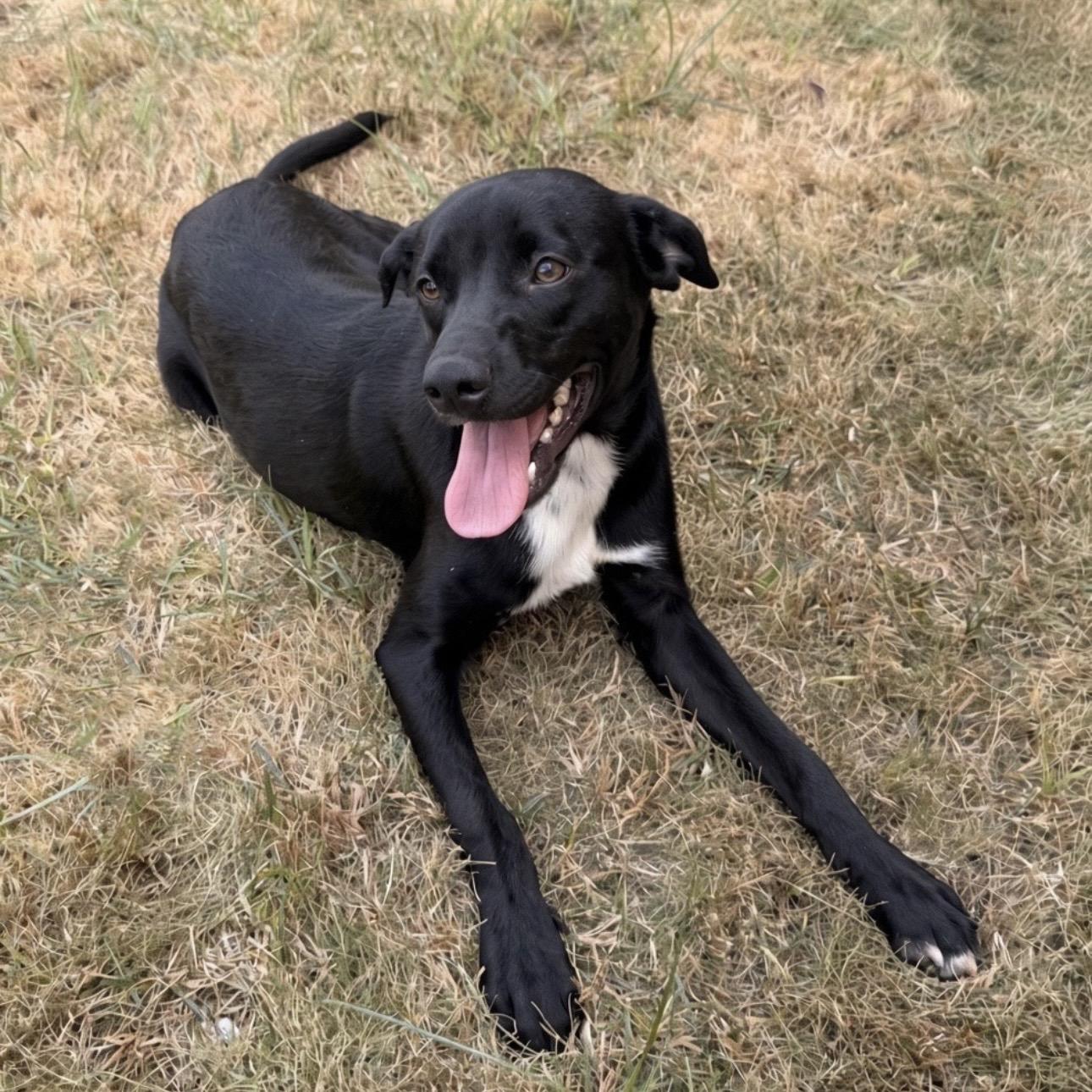 Enlarge Xavier, a Adopted mixed breed in Pilot Point, TX image 1/2