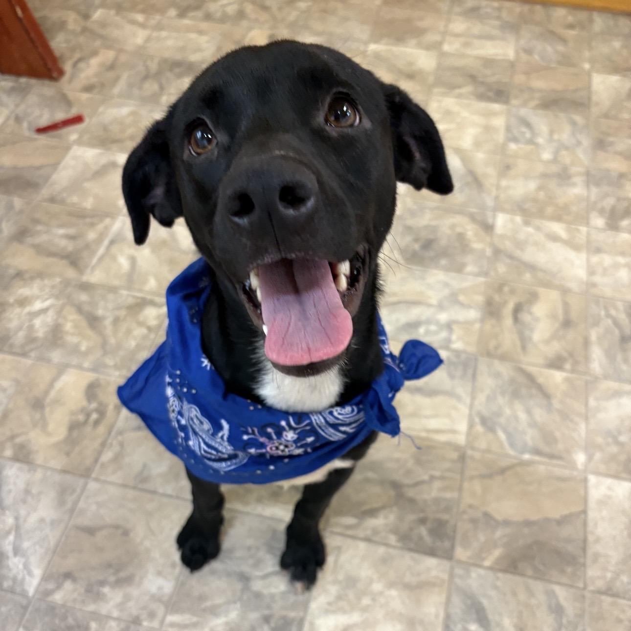 Enlarge Xavier, a Adopted mixed breed in Pilot Point, TX image 2/2