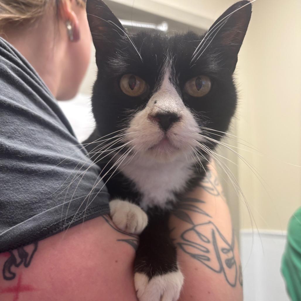 Cucumber, Adoptable, Senior Male Domestic Short Hair.