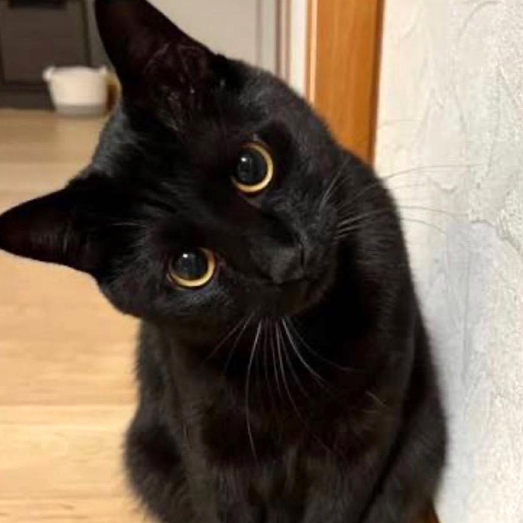 Enlarge Emilio, a Adoptable Domestic Short Hair in Boston, MA image 1/1