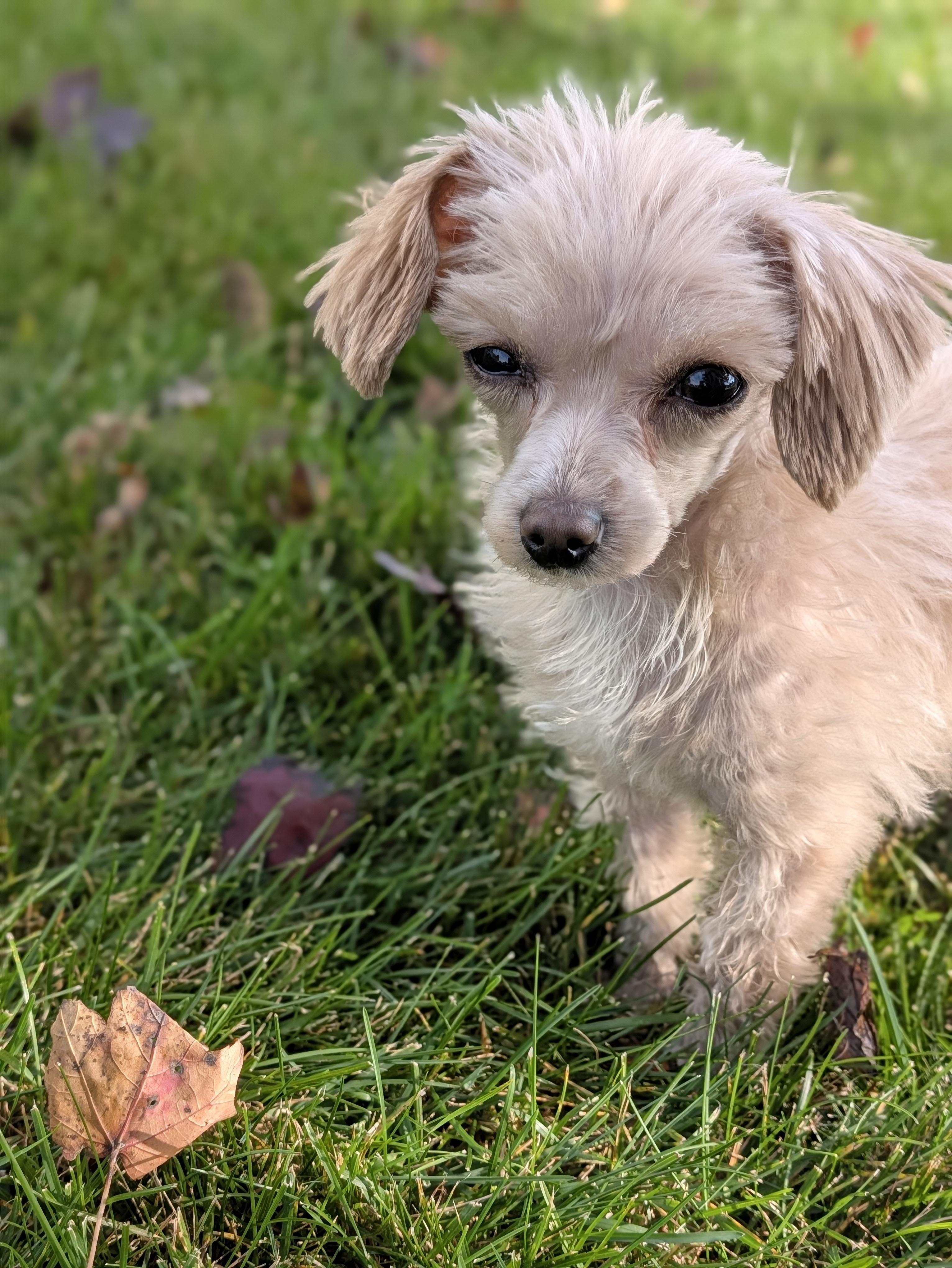 Enlarge Faye, a Adoptable Mixed Breed in Rochester , NY image 4/6