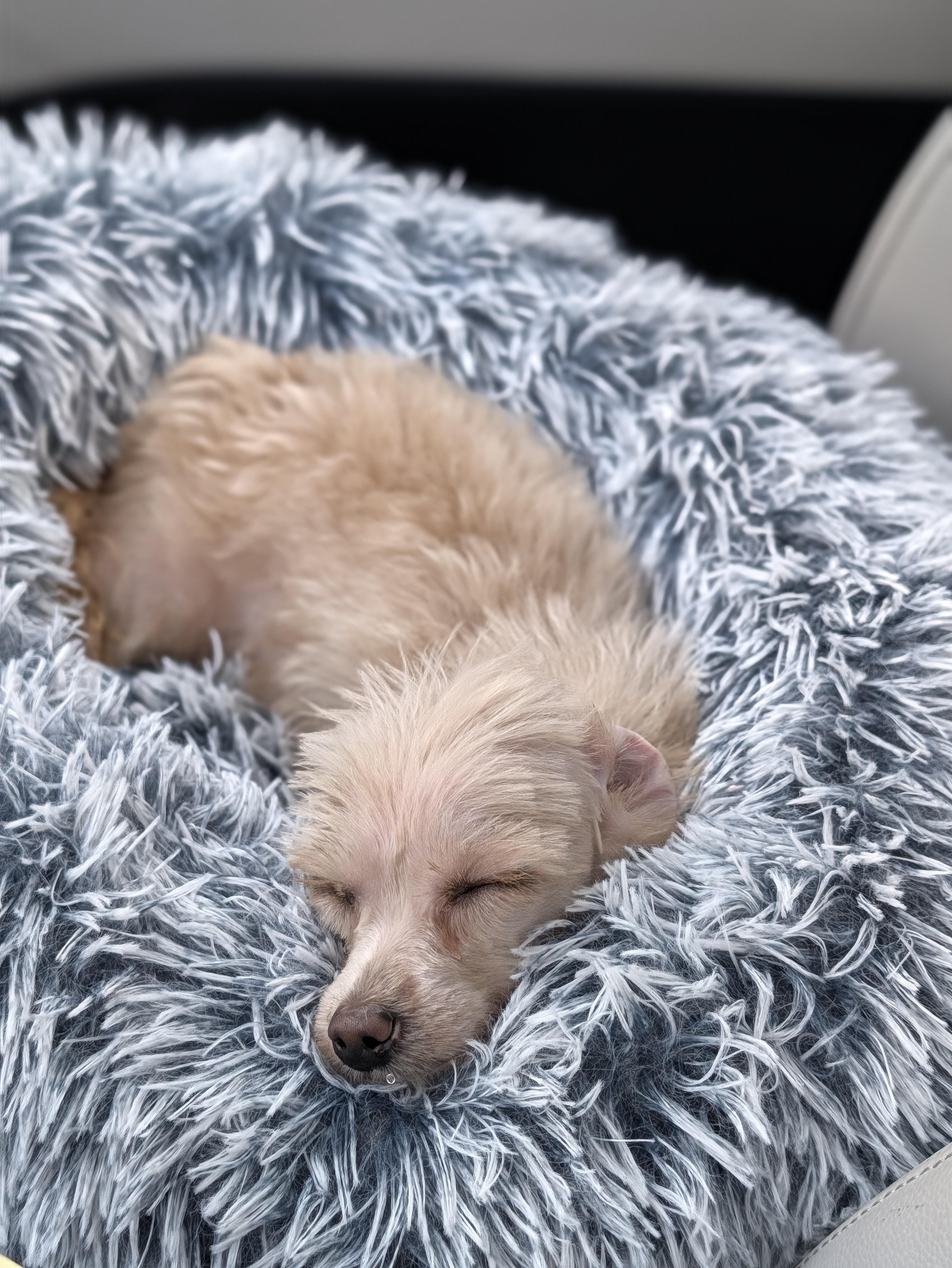 Enlarge Faye, a Adoptable Mixed Breed in Rochester , NY image 2/6