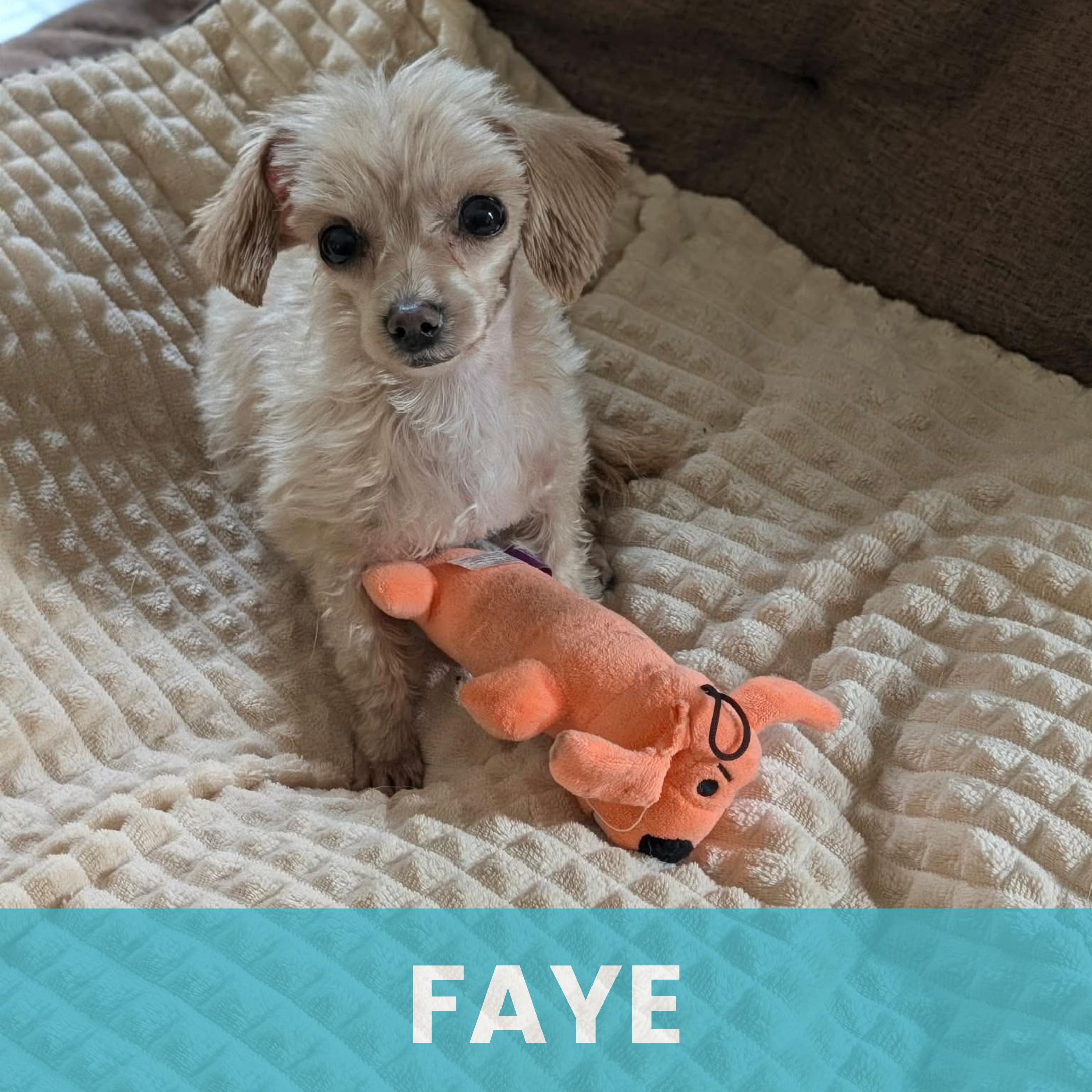 Faye, Adoptable, Young Female Mixed Breed.