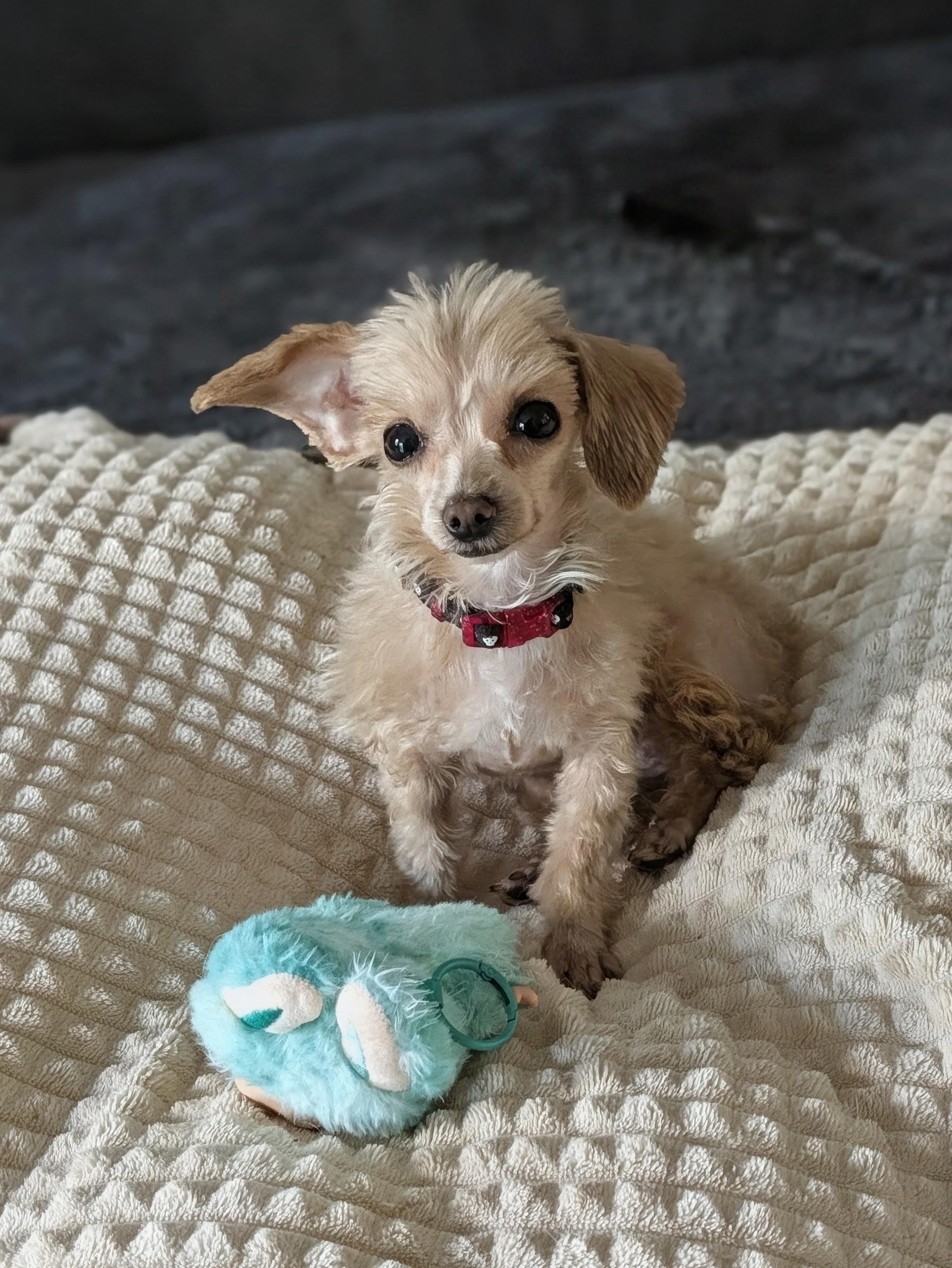 Enlarge Faye, a Adoptable Mixed Breed in Rochester , NY image 3/6