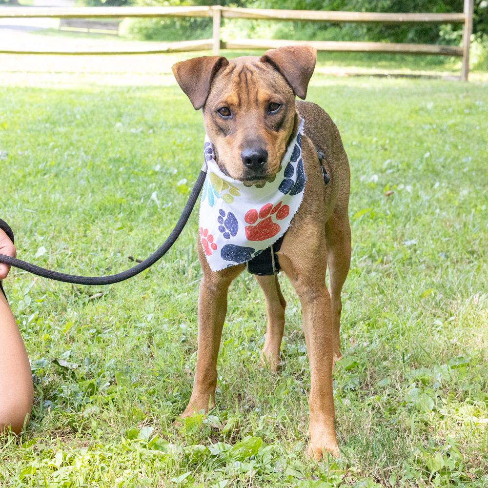 Wonton (Male), a Adoptable mixed breed in West Grove, PA image 4/6
