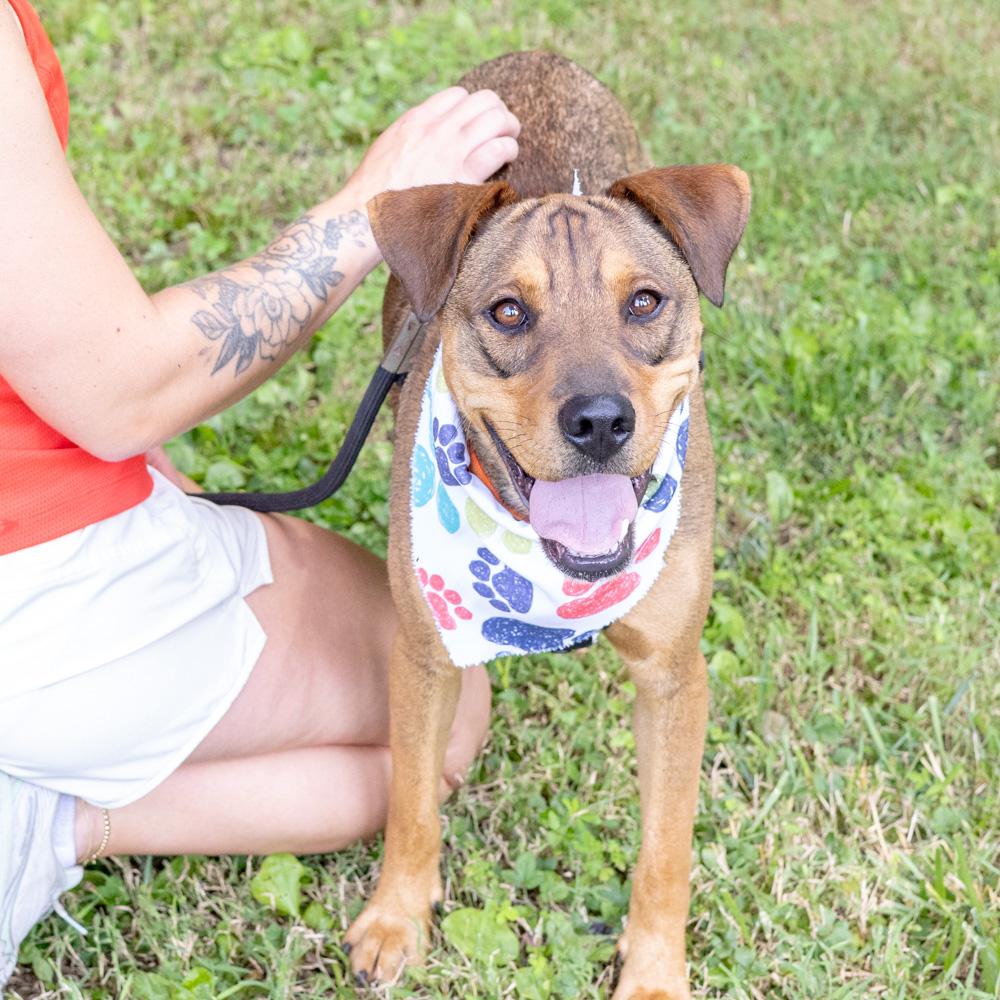 Wonton (Male), a Adoptable mixed breed in West Grove, PA image 3/6
