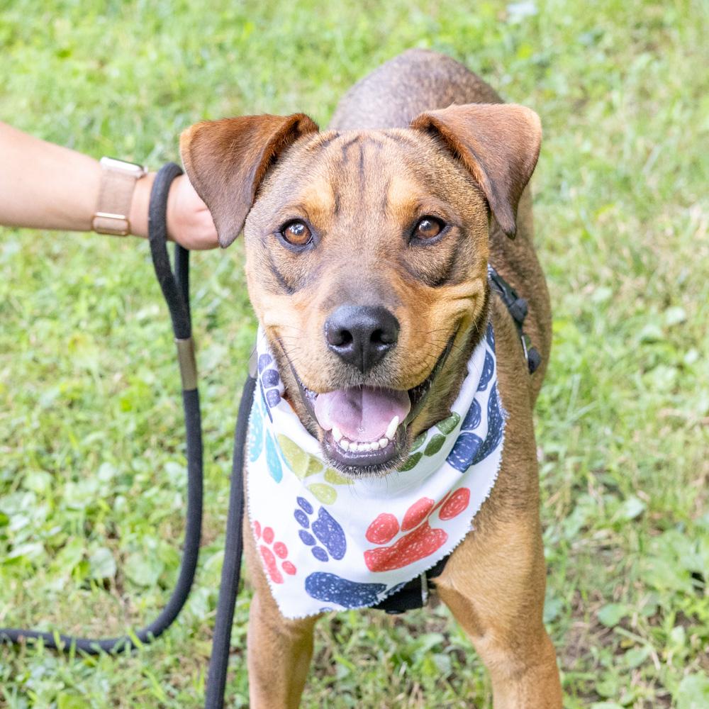 Wonton (Male), Adoptable, Young Male Mountain Cur.