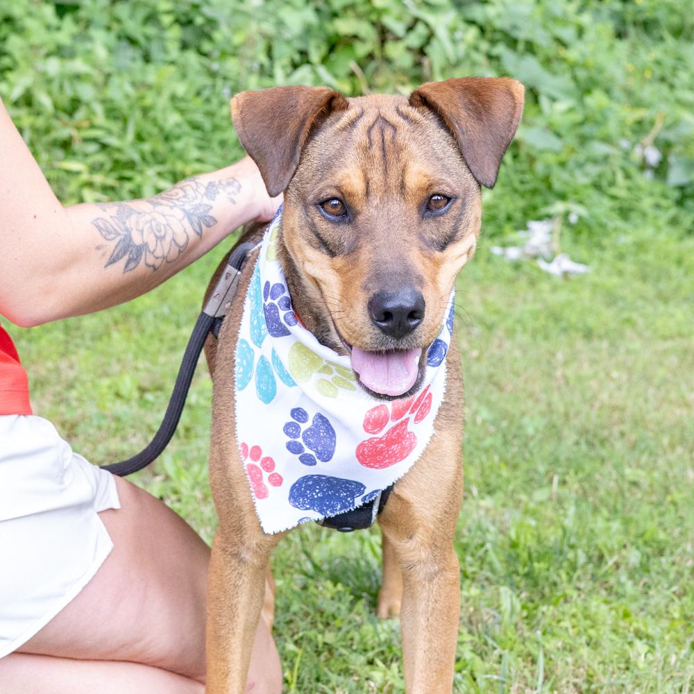 Wonton (Male), a Adoptable mixed breed in West Grove, PA image 5/6