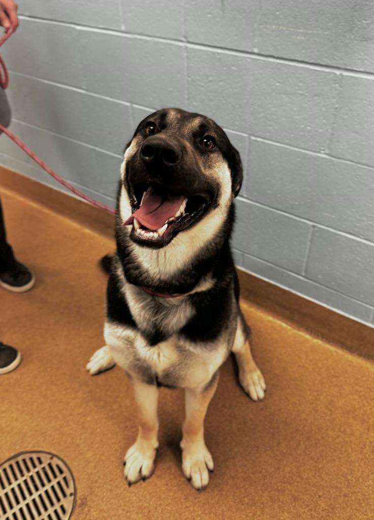 Dom, Adoptable, Young Male German Shepherd Dog.