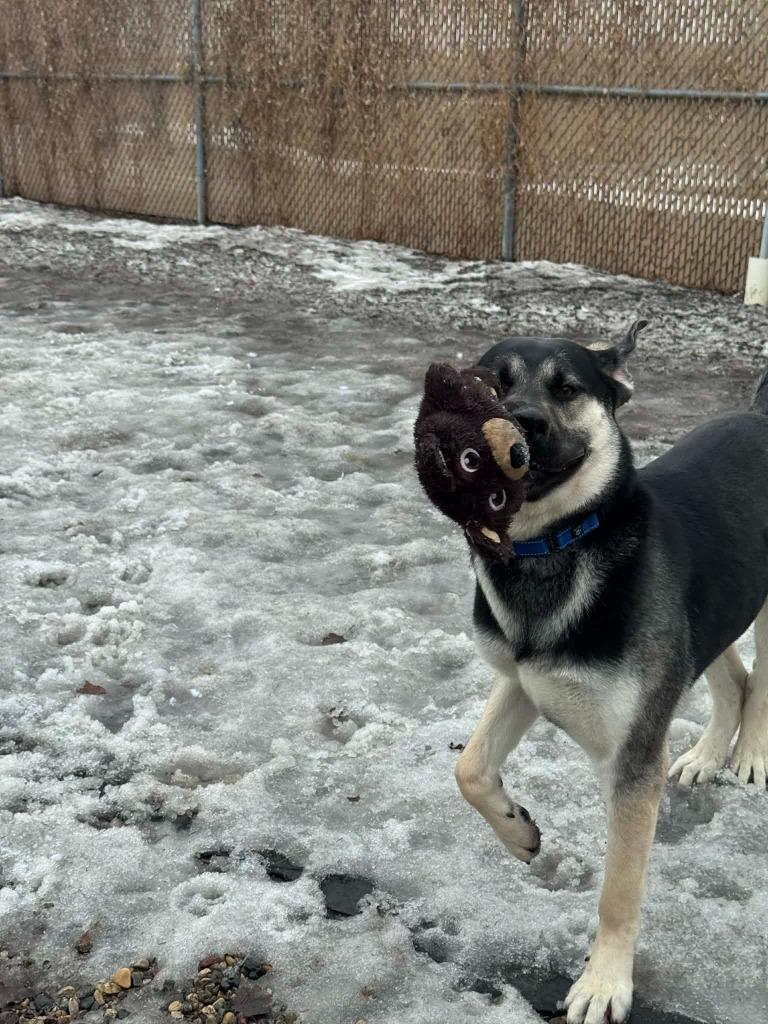 Dom, Adoptable, Young Male German Shepherd Dog.