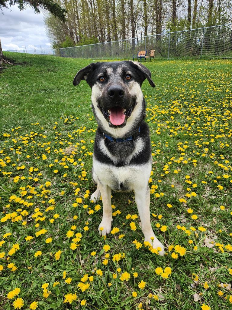 Enlarge Dom, a Adoptable German Shepherd Dog in Grand Forks, ND image 2/6