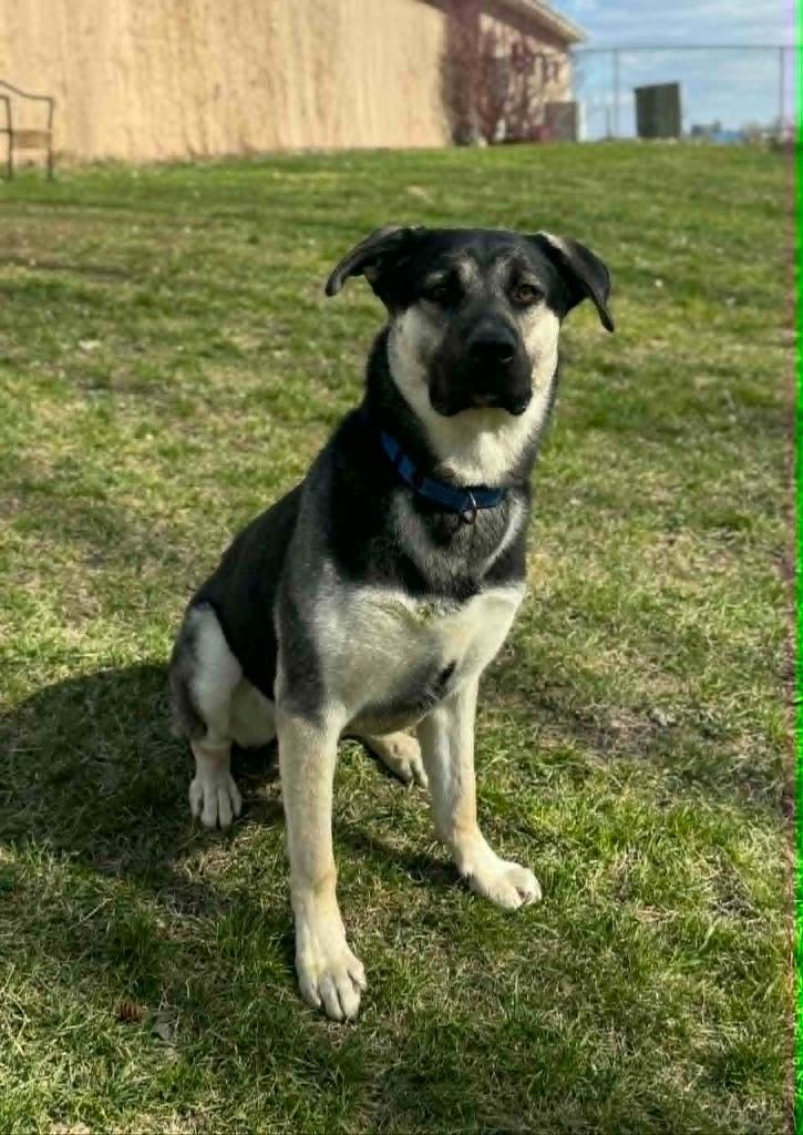 Enlarge Dom, a Adoptable German Shepherd Dog in Grand Forks, ND image 3/6