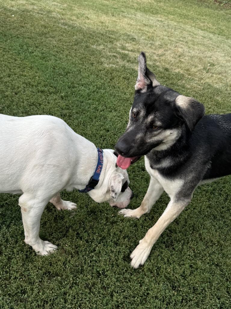 Enlarge Dom, a Adoptable German Shepherd Dog in Grand Forks, ND image 4/6